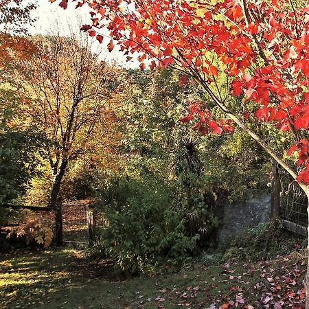 Mole Creek Guesthouse Εξωτερικό φωτογραφία